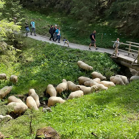 Goralski W Ogrodzie Przy Stoku Narciarskim Ciche Małe